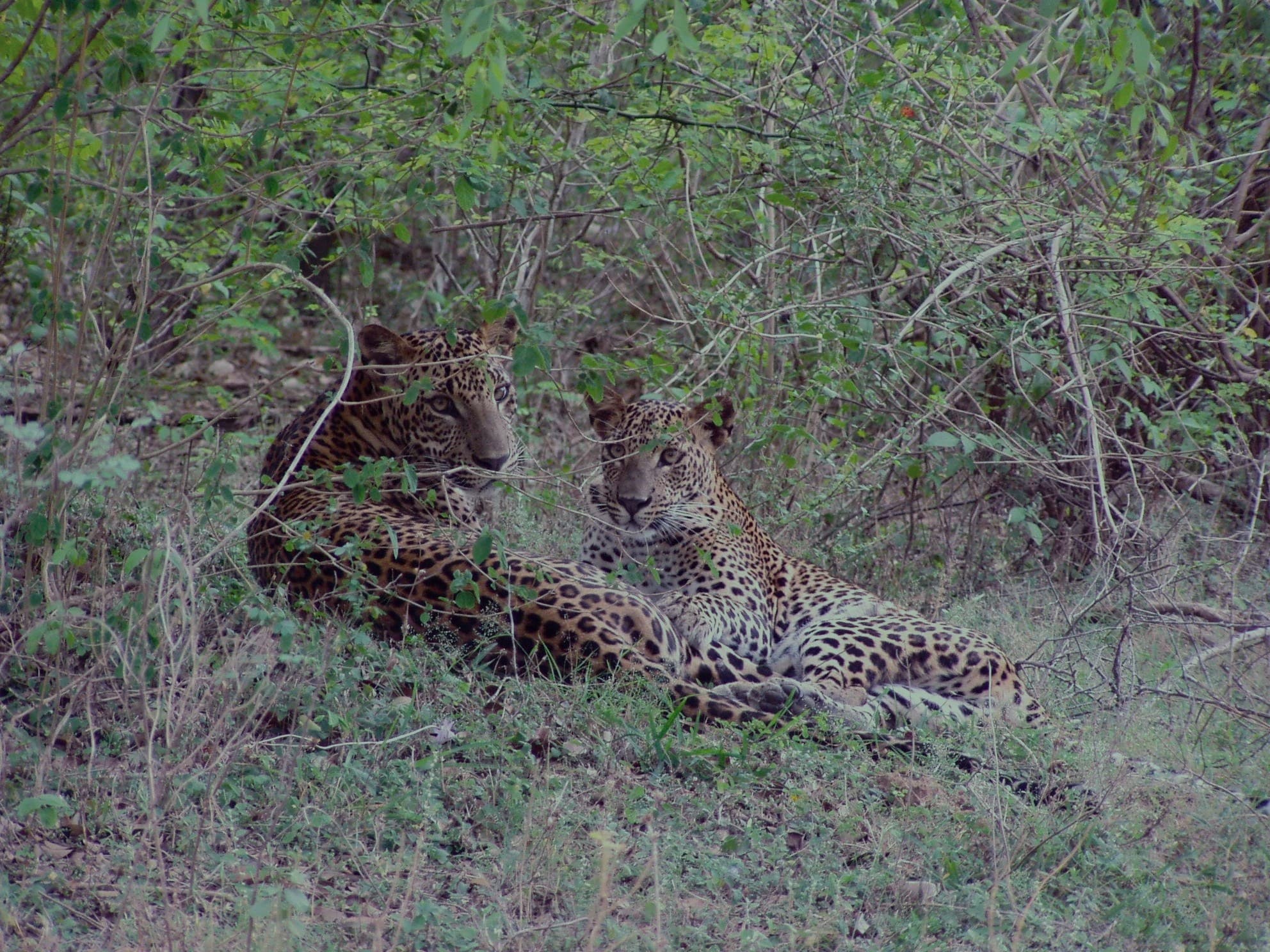 Two leopards resting low in long grass and scrub