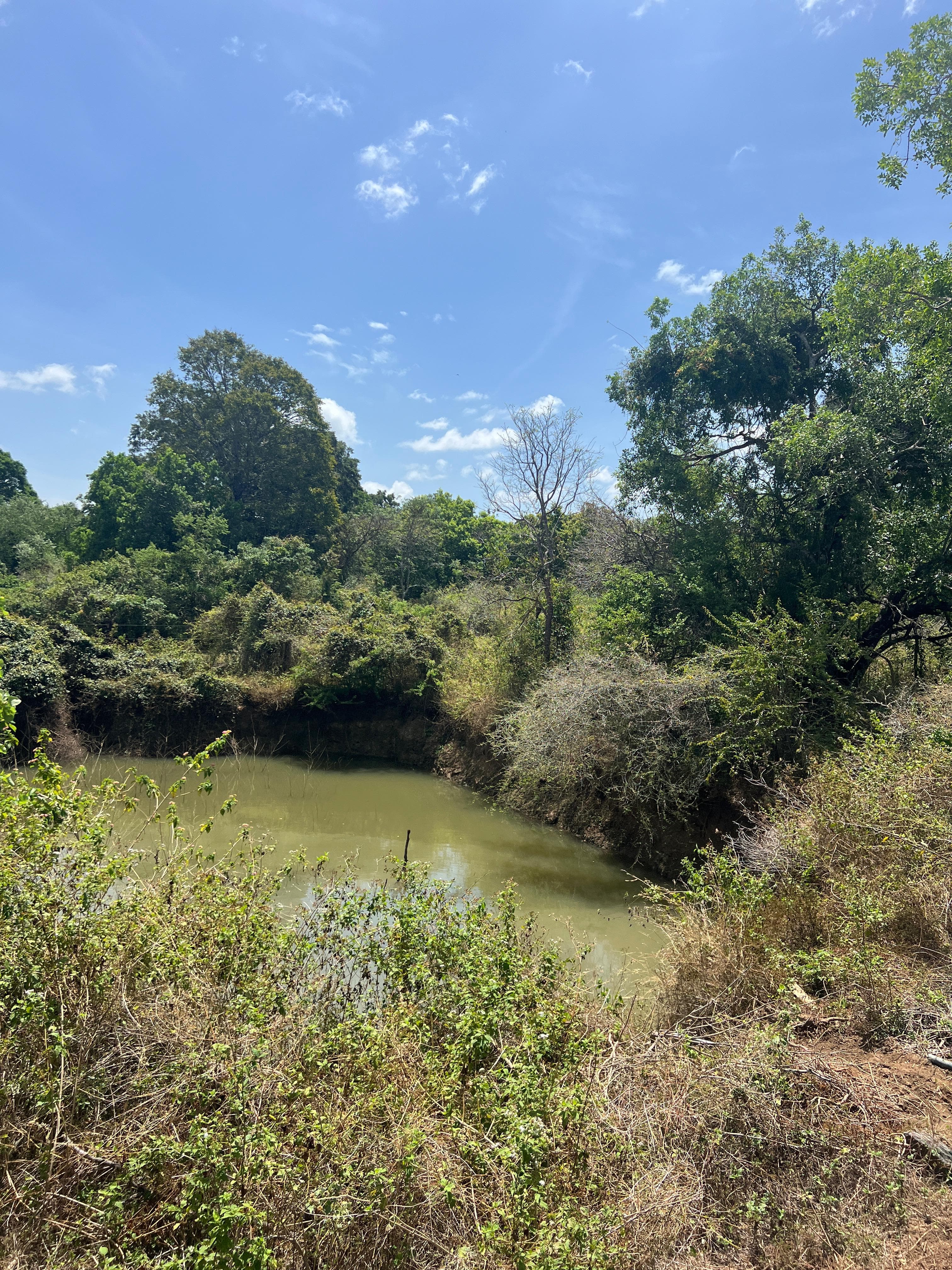 Still green water at the edge of the waterhole with scrub coming down to the bank