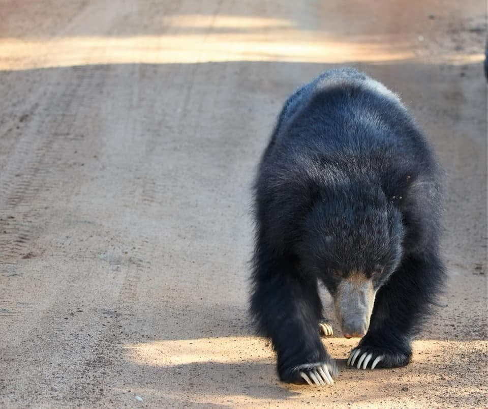 A sloth bear walking towards the camera down a dirt road
