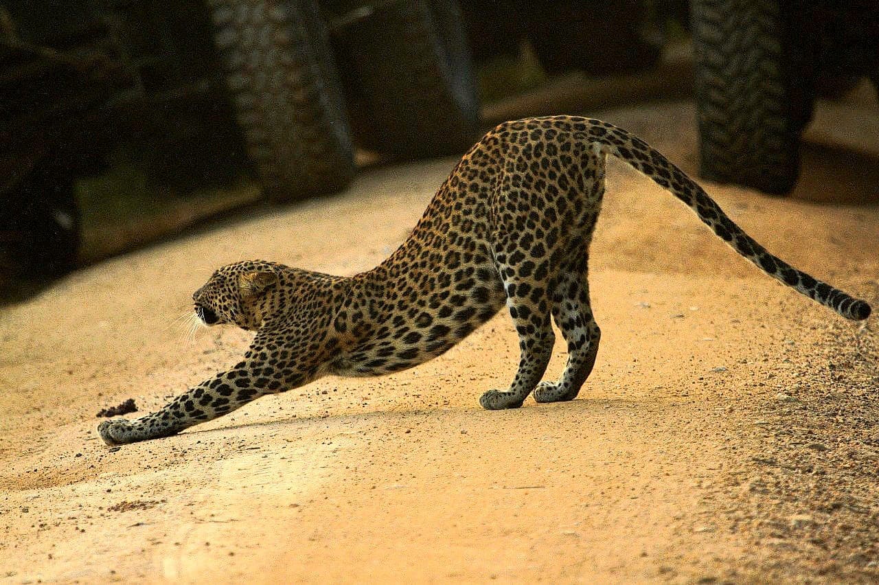 A leopard stretching with its front paws extended, beside the wheel of a safari jeep