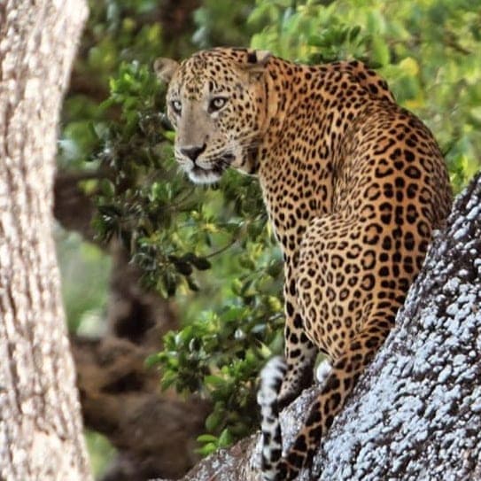 A leopard standing in the fork of a tree, looking down through the leaves