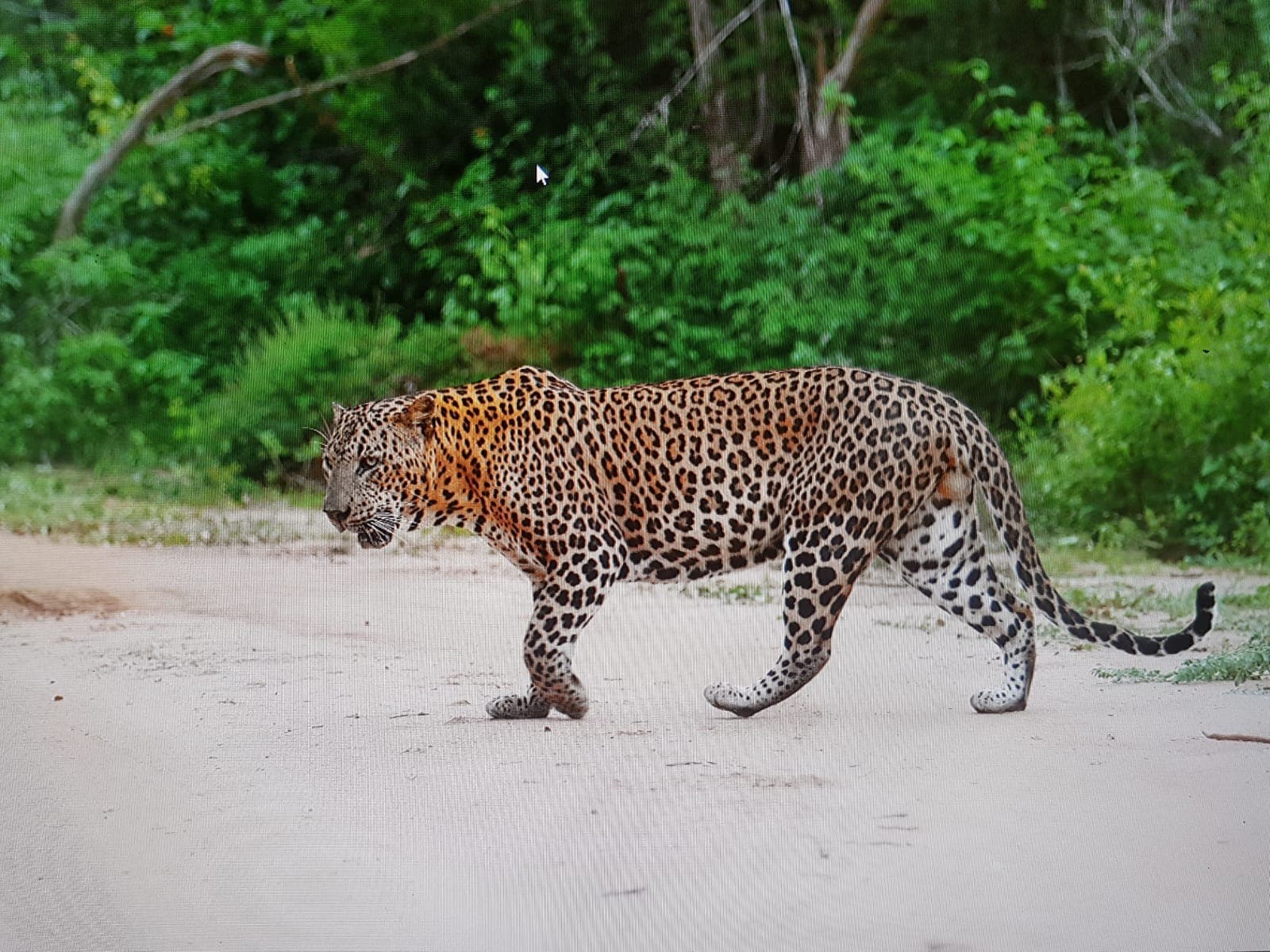 A leopard walking along a sandy track with dense green scrub behind it