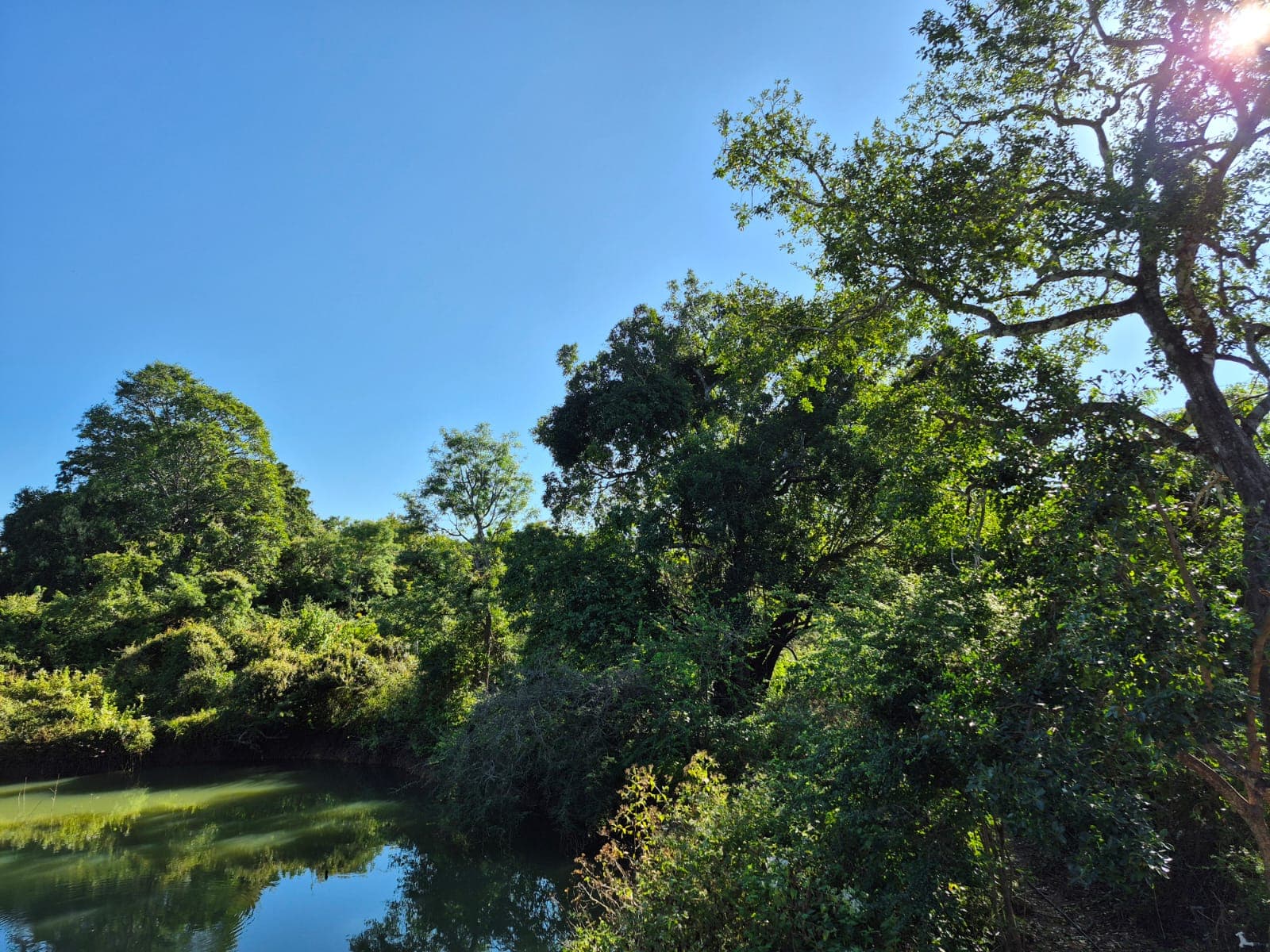 The waterhole from higher up, trees on both banks under a clear blue sky