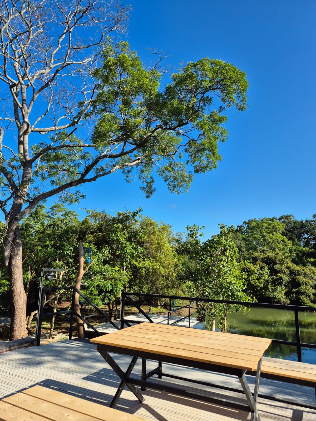 A deck table and bench beside a tall tree, blue sky above