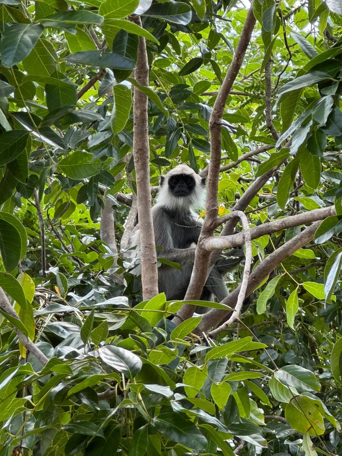 A grey langur monkey sitting in the branches of a leafy tree