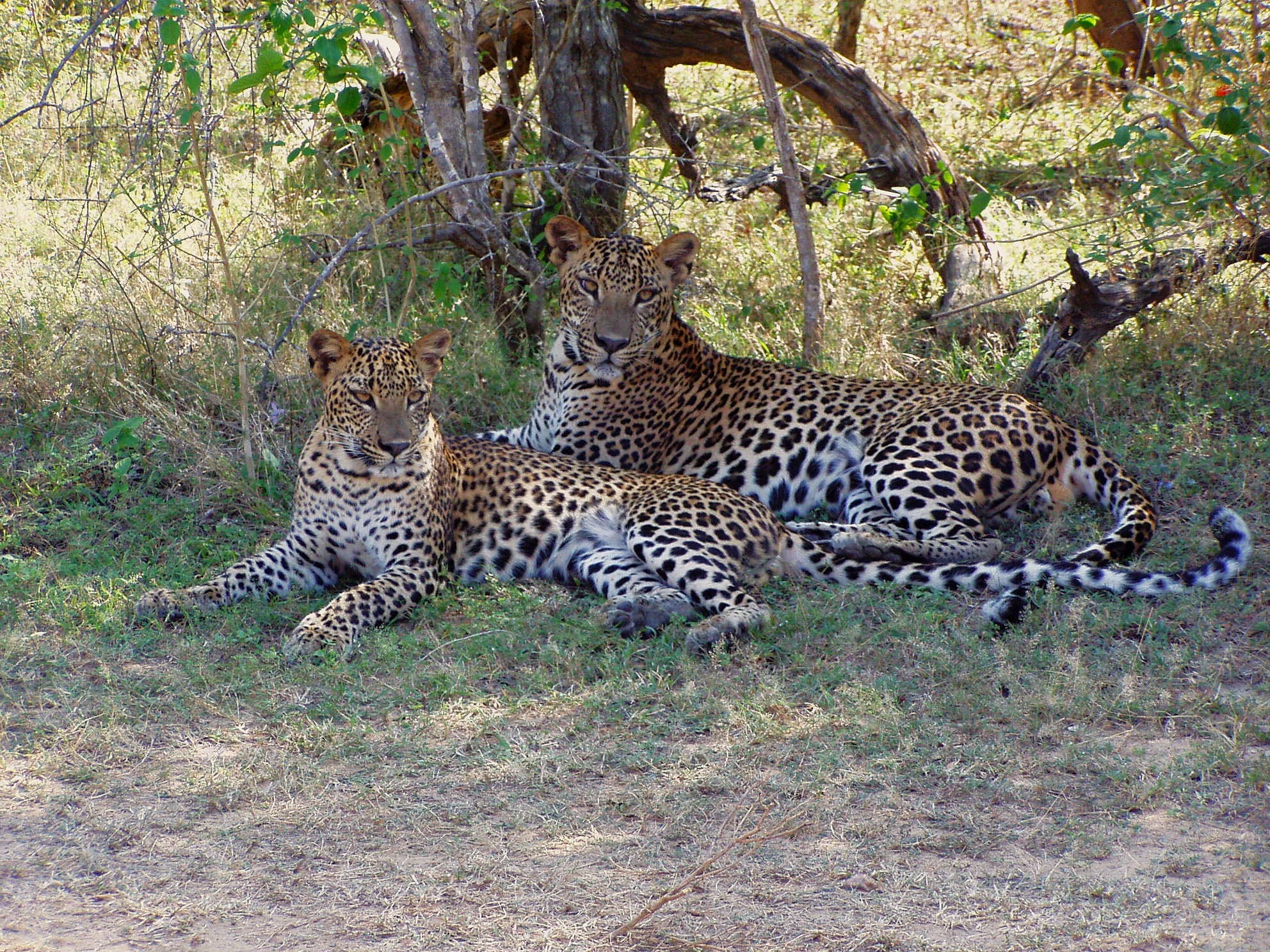 Two leopards lying side by side in dappled shade under scrub in Yala National Park